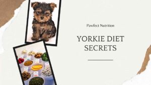 Selecting Your Yorkie's Ideal Diet