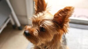 A Deep Outlook to Yorkie Stomach Problems 2024