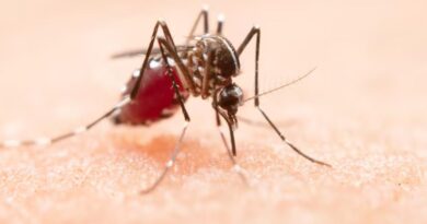 Dengue Fever in Florida