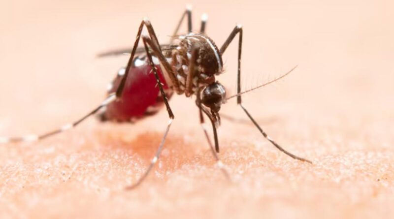 Dengue Fever in Florida