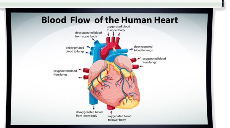 Heart Problems F95