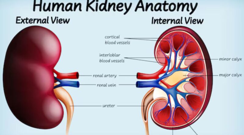 Kidney Stone Size Chart in mm and Treatment