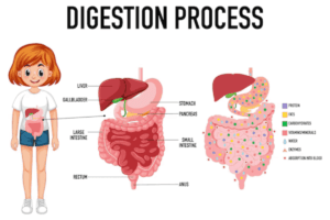  Common digestive problems in Tupelo, MS