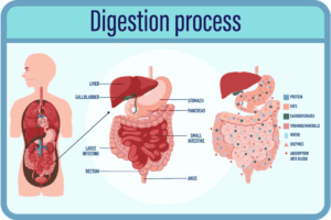  Importance of Digestive Health in Tupelo, MS