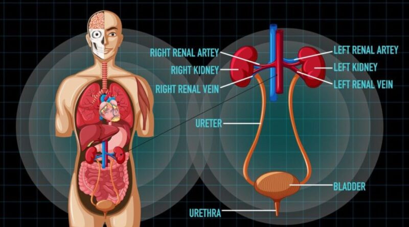 Kidney Stone Vs Uti